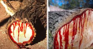 Bloodwood Tree