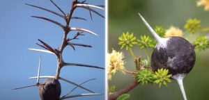 whistling horn tree
